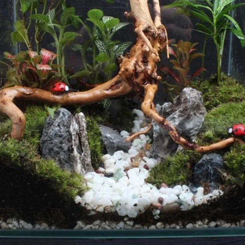 Tronco d'albero naturale Drift - Live Plant Aquarium recensione e prezzo