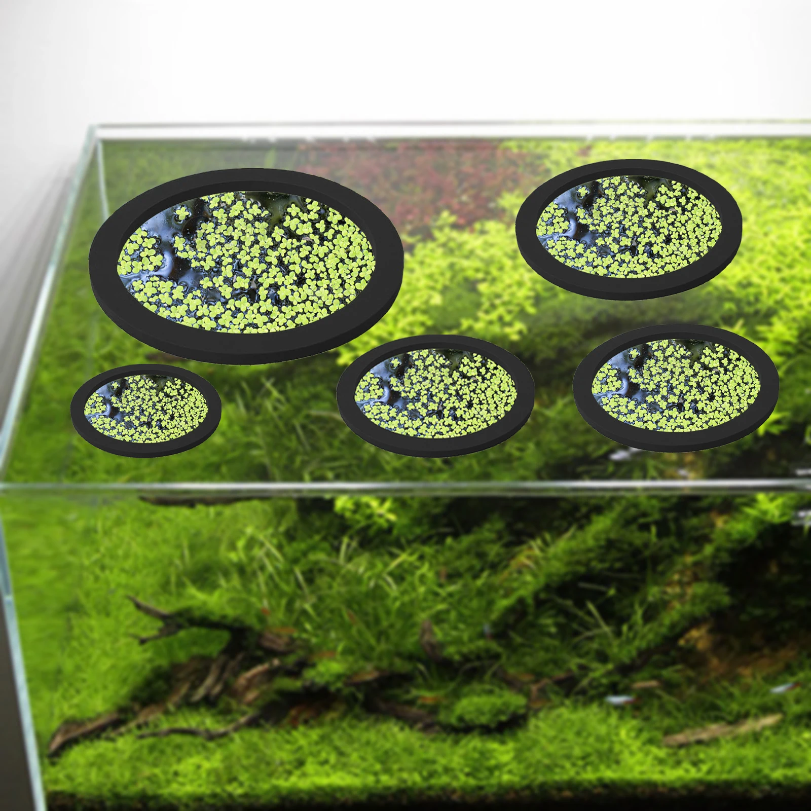 5 pz EVA Anello di Alimentazio - Planted Tank recensione e prezzo