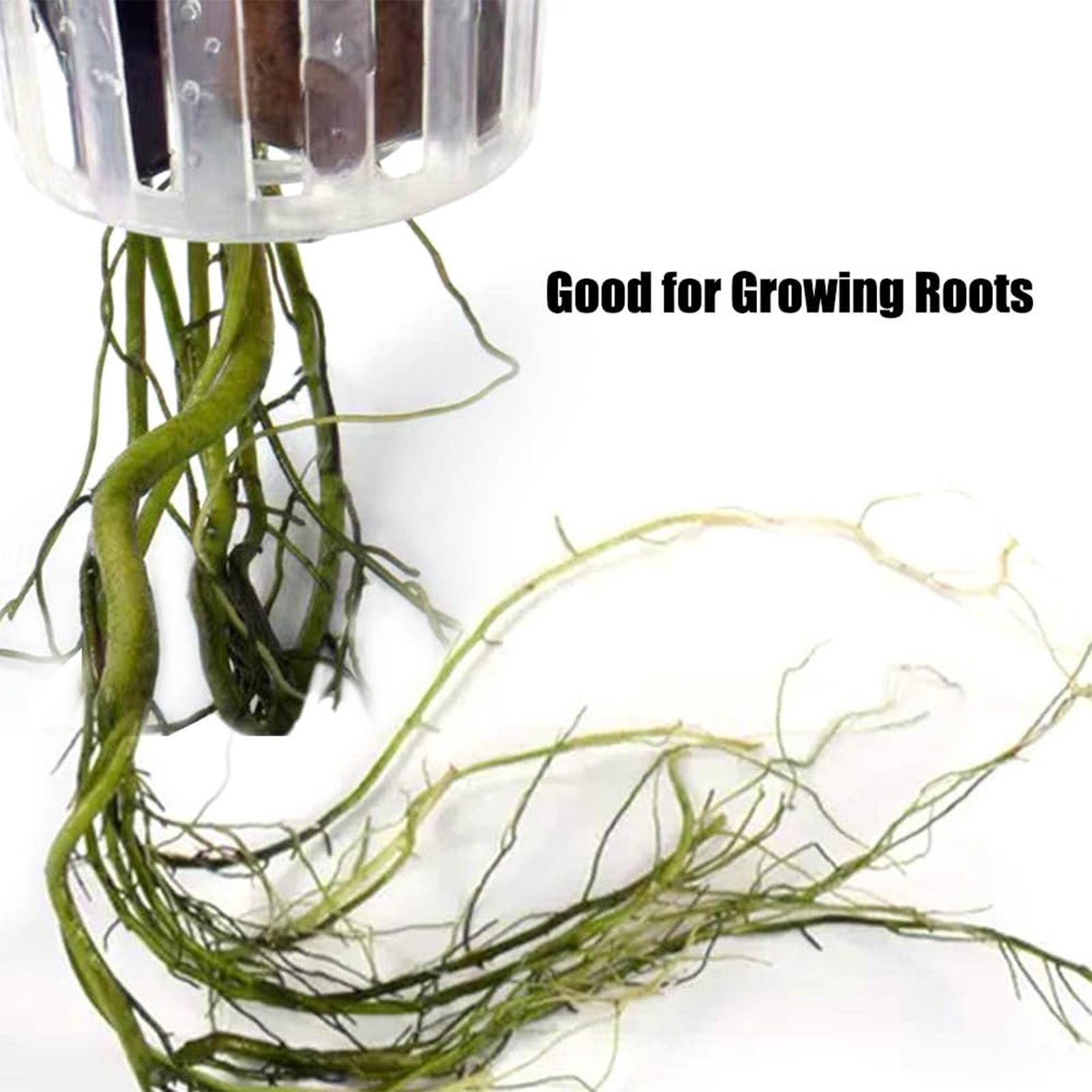 2 pezzi di supporti per piante - Aquarium Plant Holder recensione e prezzo