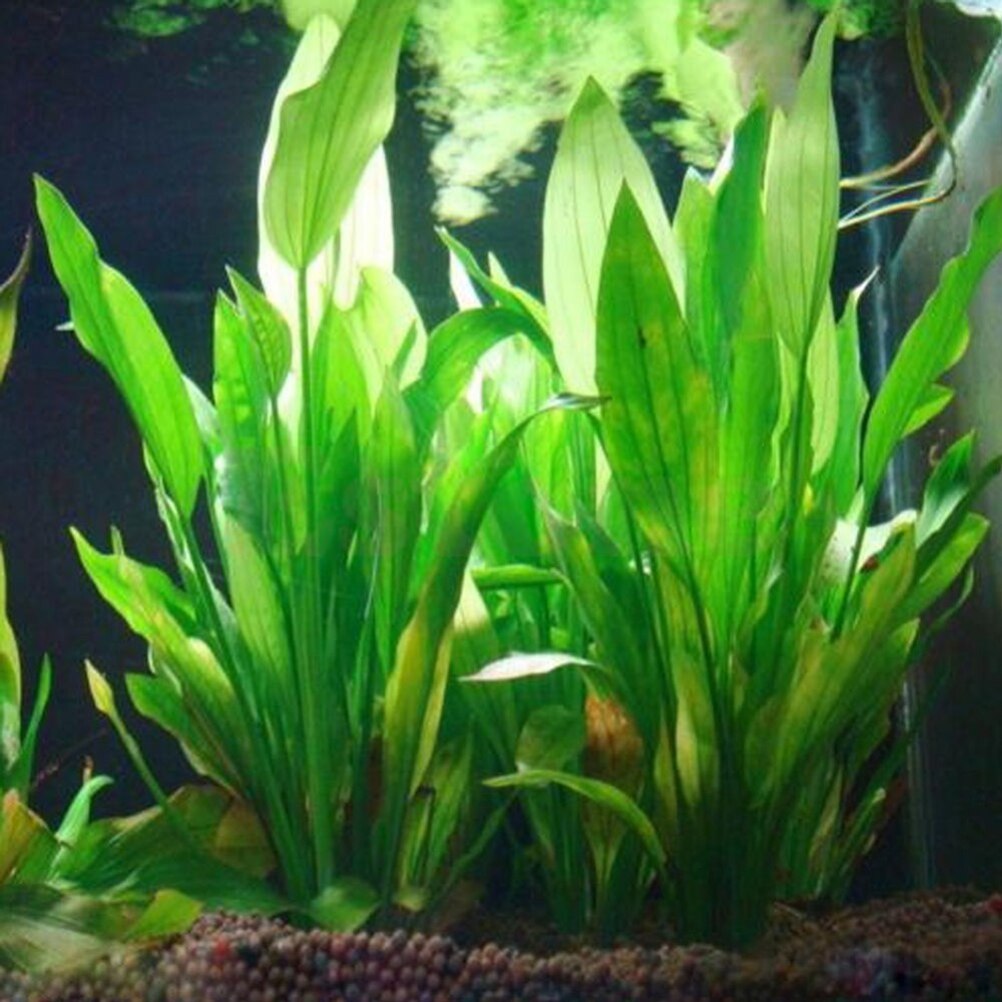15cm artificiale acquario Deco - Live Plant Aquarium recensione e prezzo
